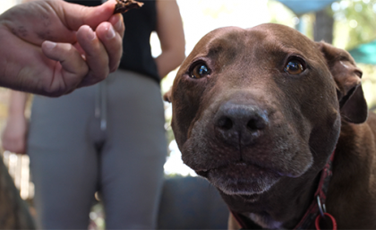 UQ Canine Co-Counselling therapy dog Rex 